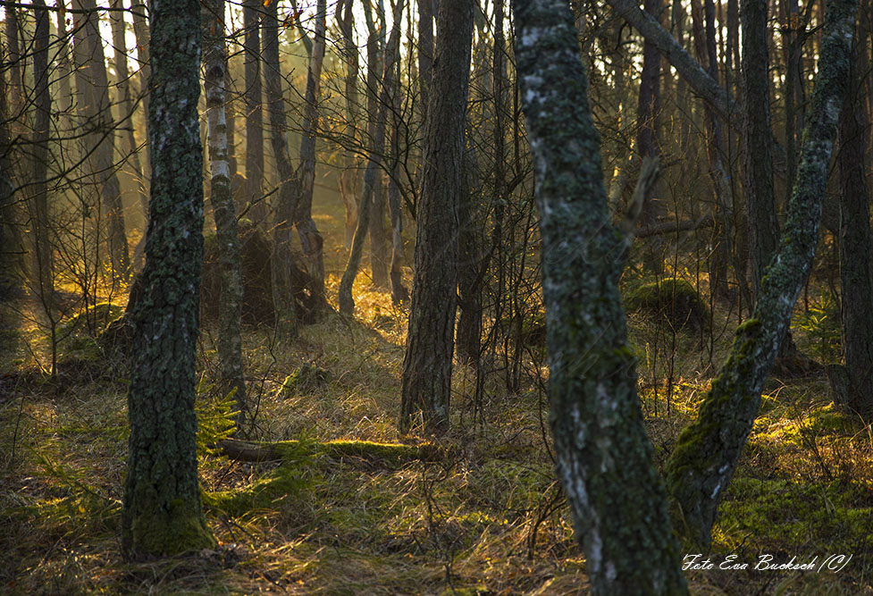 Foto av Eva Bucksch